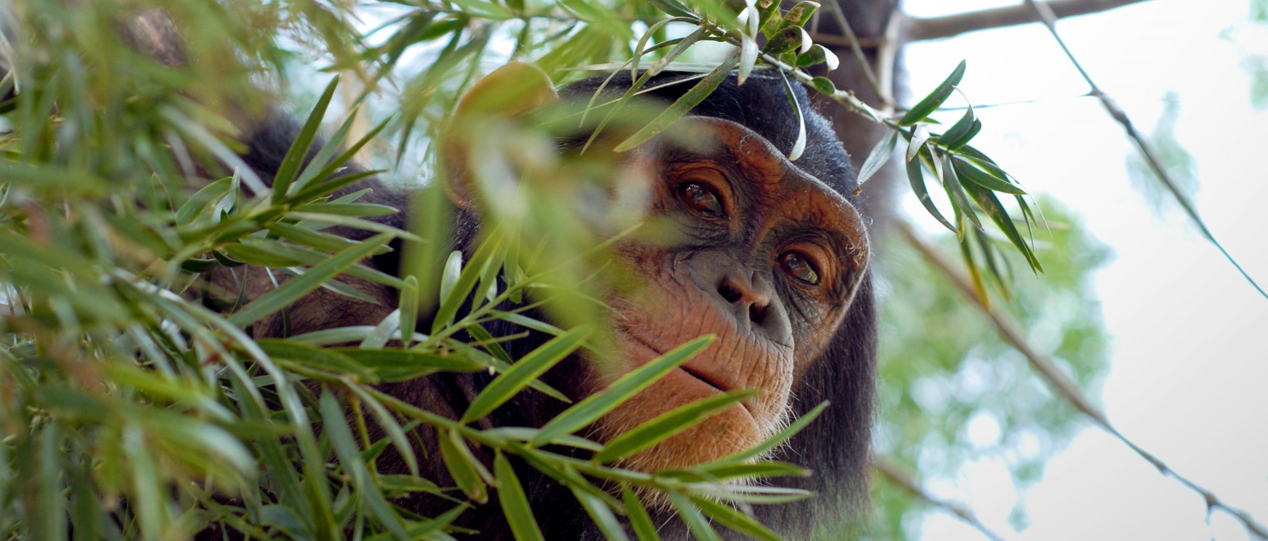 شامپانزه ها و نظریه ذهن