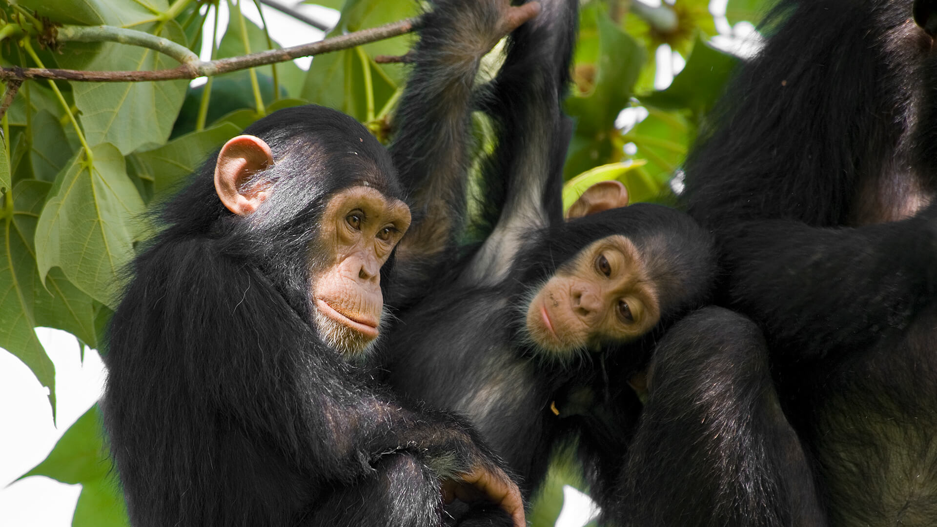 آیا شامپانزه ها نظریه ذهن دارند؟