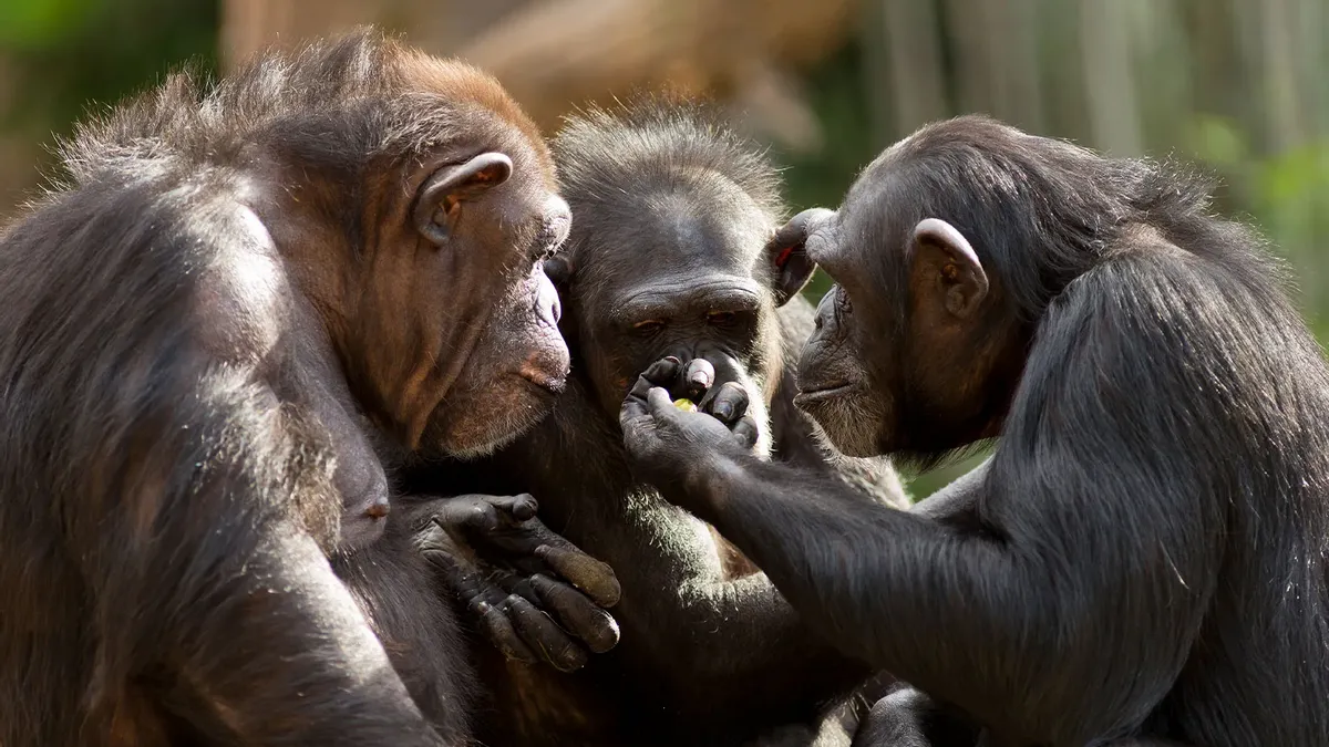 نظریه ذهن در شامپانزه‌ها