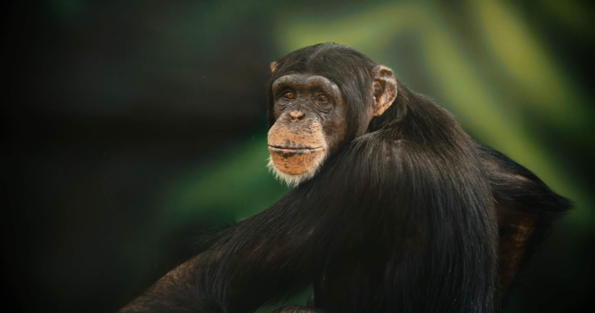 آیا شامپانزه ها نظریه ذهن دارند؟